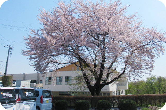 4月　花見