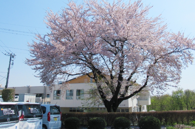 4月 花見